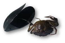 The Marseill Mussel Clam - How to mount your bait