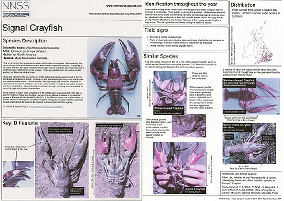 Signal Crayfish Information