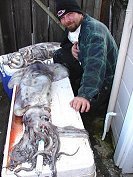 Large Squid