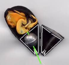 The Marseill Mussel Clam  How to mount your bait
