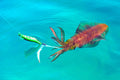 Casting Jigs for Squid