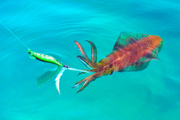 Casting Jigs for Squid
