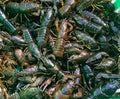 Swedish Crayfish Recipe