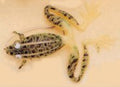 Weedless Floating Frog