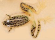 Weedless Floating Frog