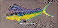 Dolphin Fish Dorado  PR3